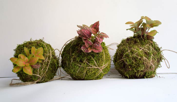 découvrez l'art du kokedama, une technique japonaise unique de jardinage suspendu qui transforme les plantes en véritables œuvres d'art naturelles.