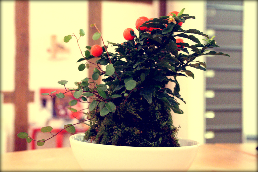 découvrez l'art du kokedama, une technique japonaise unique pour créer de magnifiques plantes suspendues en mousse, alliant nature et esthétique décorative.