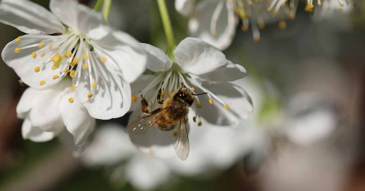 découvrez l'importance des ruches dans la pollinisation et leur rôle essentiel pour la biodiversité et l'agriculture durable.
