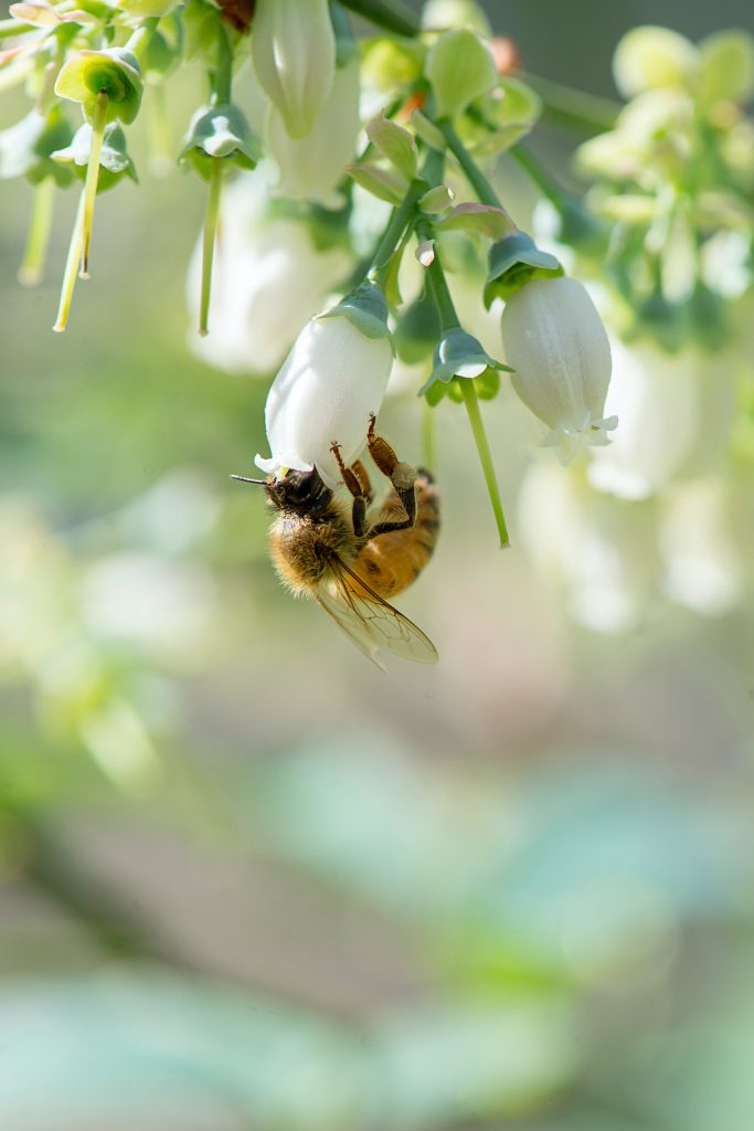 découvrez l'importance des ruches dans la pollinisation et leur rôle essentiel pour la biodiversité et l'agriculture durable.